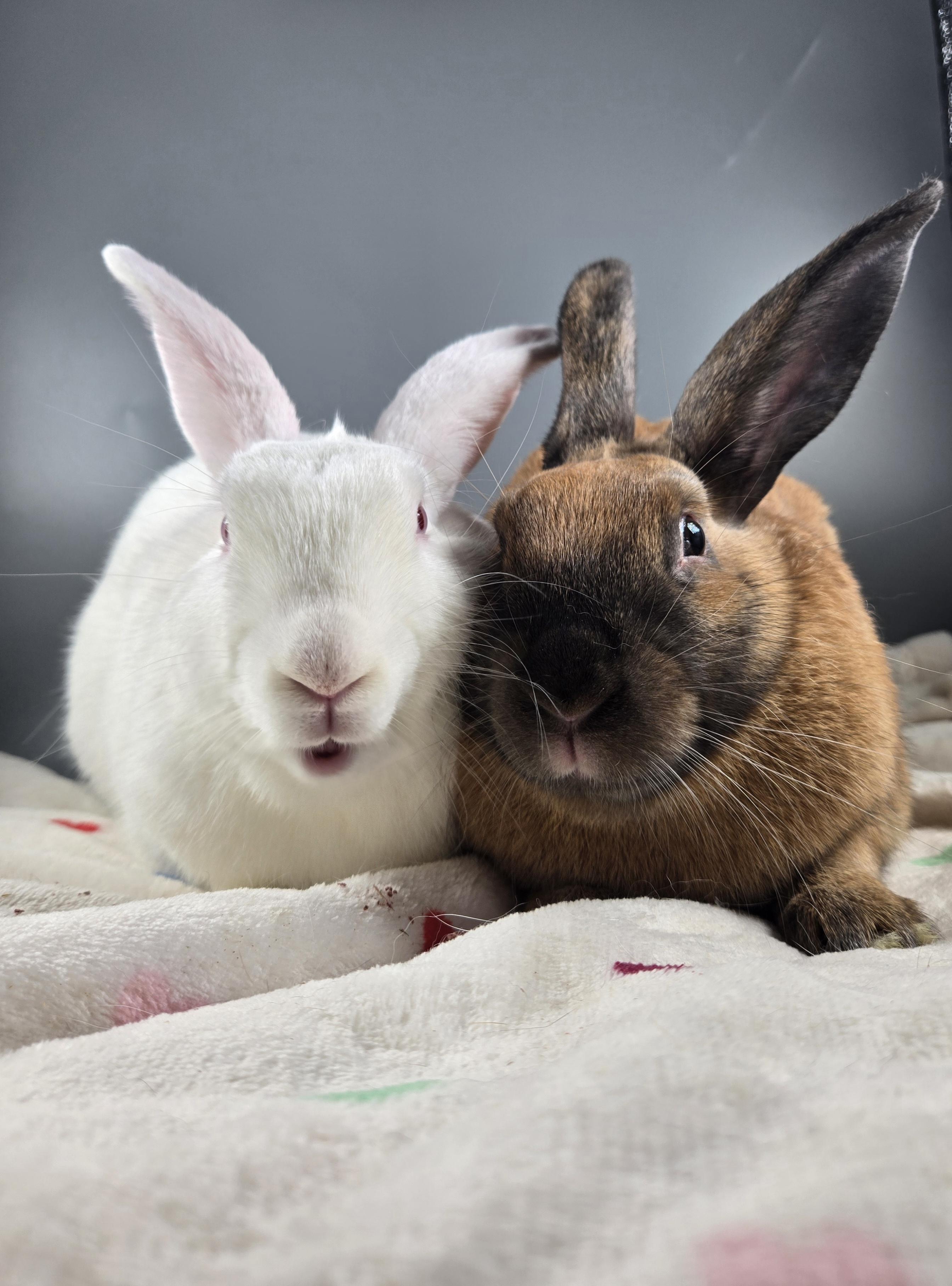 Neptune and Mars, a ADOPTABLE Cinnamon in San Antonio, TX image 5/6