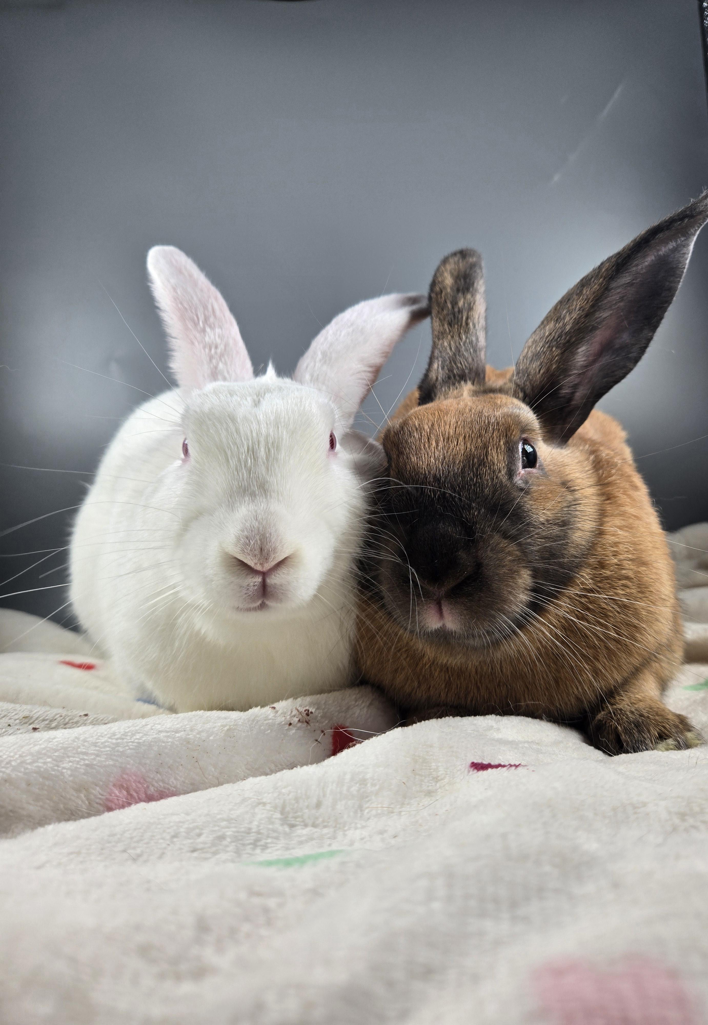 Neptune and Mars, a ADOPTABLE Cinnamon in San Antonio, TX image 6/6