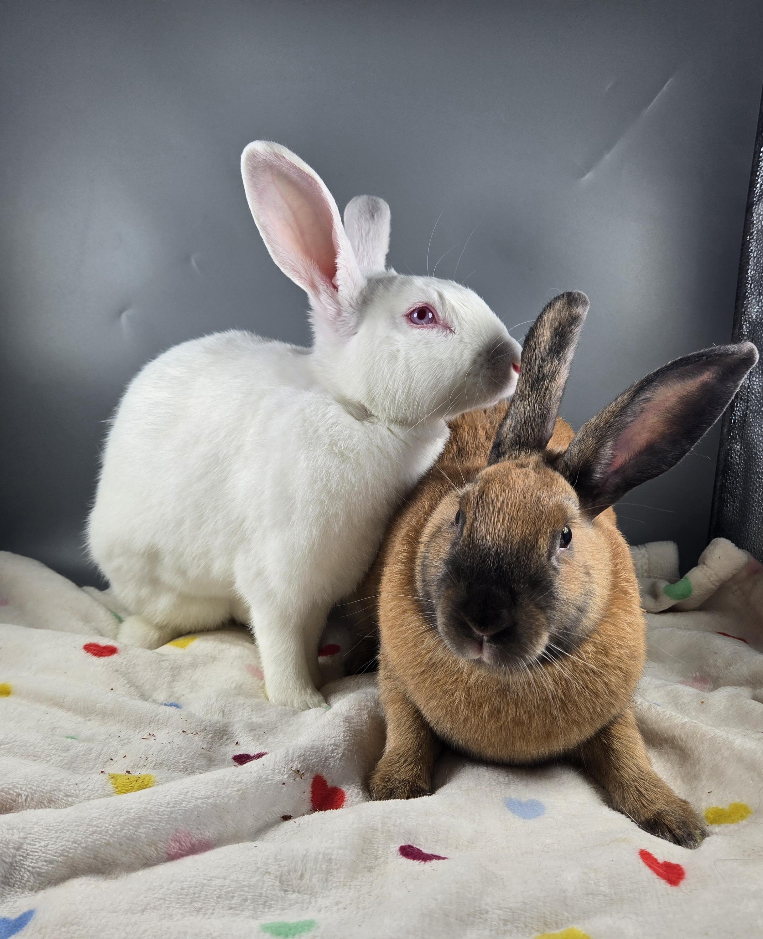Neptune and Mars, a ADOPTABLE Cinnamon in San Antonio, TX image 1/6