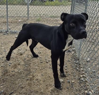 Enlarge Stripe, a Adoptable Pit Bull Terrier in Butte, MT image 1/1