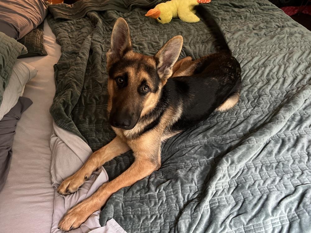 Max, Adoptable, Puppy Male German Shepherd Dog.