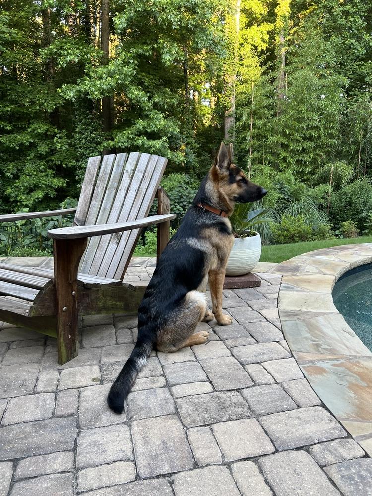 Enlarge Max, a Adoptable German Shepherd Dog in Dacula, GA image 2/6