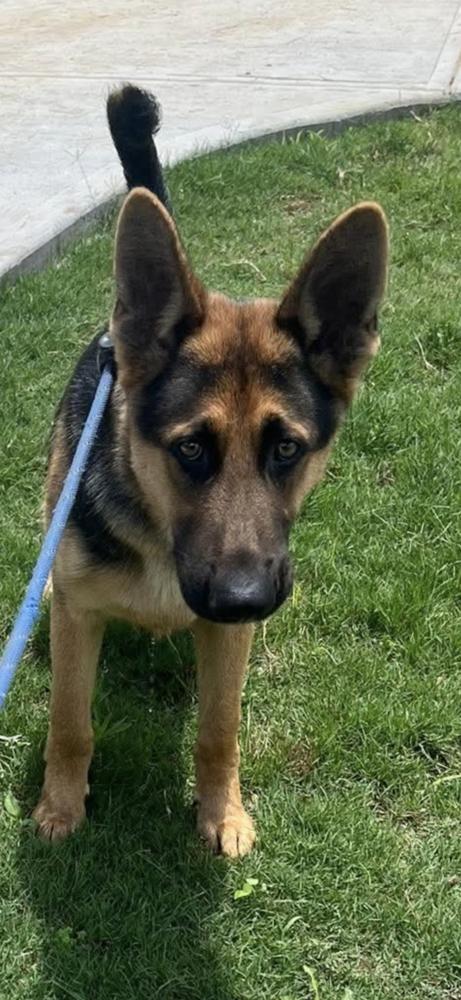 Enlarge Max, a Adoptable German Shepherd Dog in Dacula, GA image 3/6