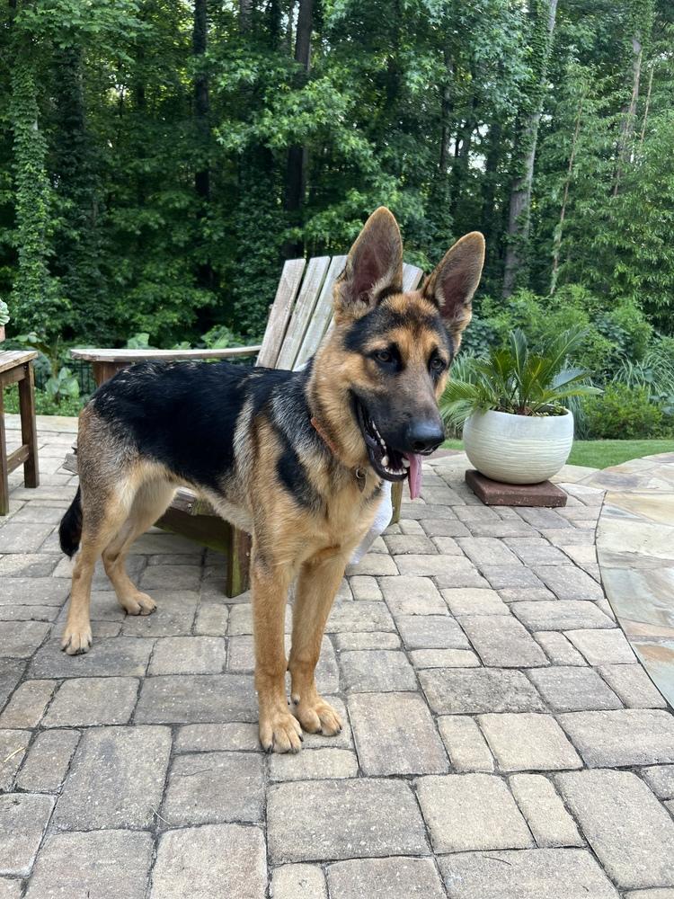 Enlarge Max, a Adoptable German Shepherd Dog in Dacula, GA image 4/6
