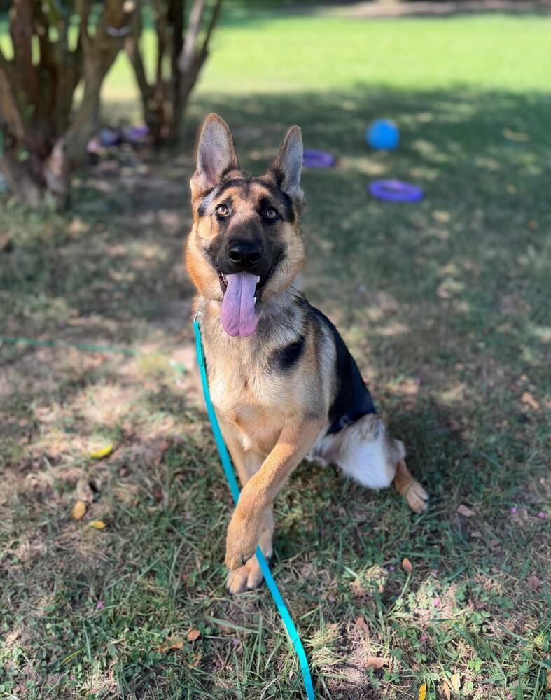 Enlarge Max, a Adoptable German Shepherd Dog in Dacula, GA image 5/6