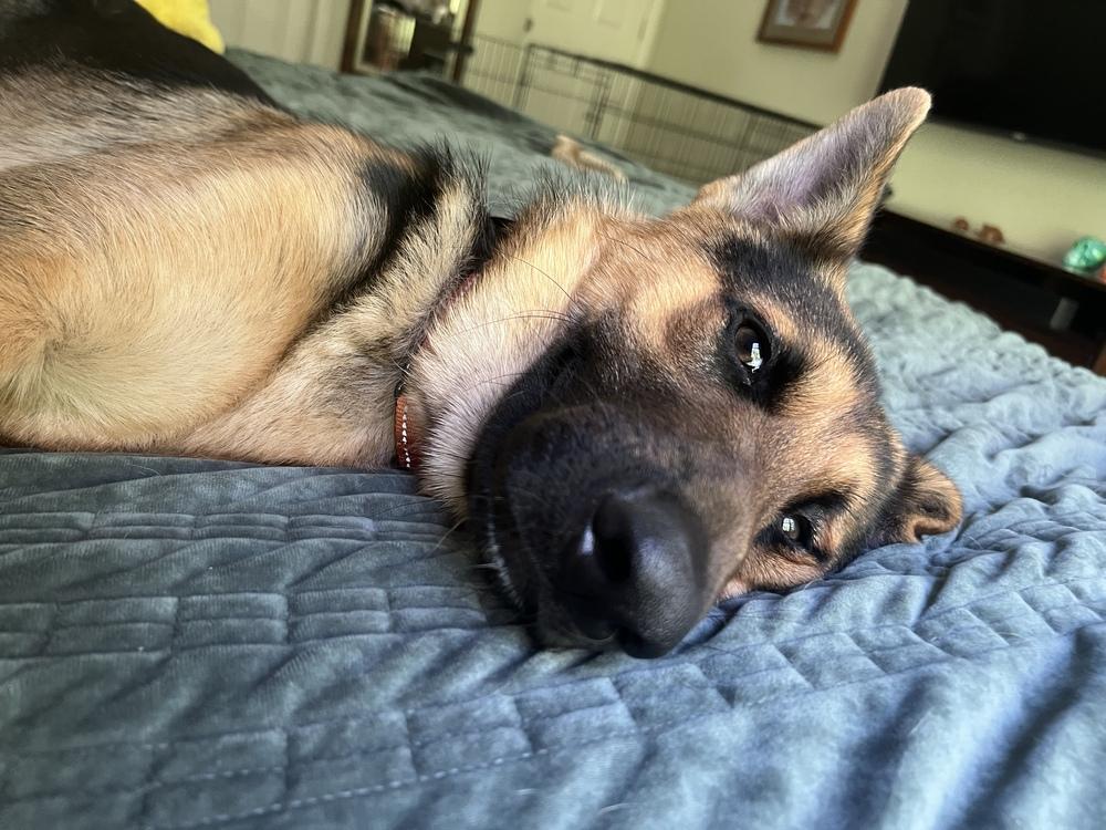 Enlarge Max, a Adoptable German Shepherd Dog in Dacula, GA image 6/6