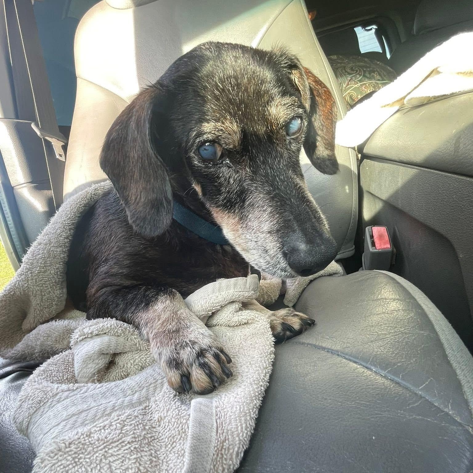 Jake, Adopted, Senior Male Dachshund.
