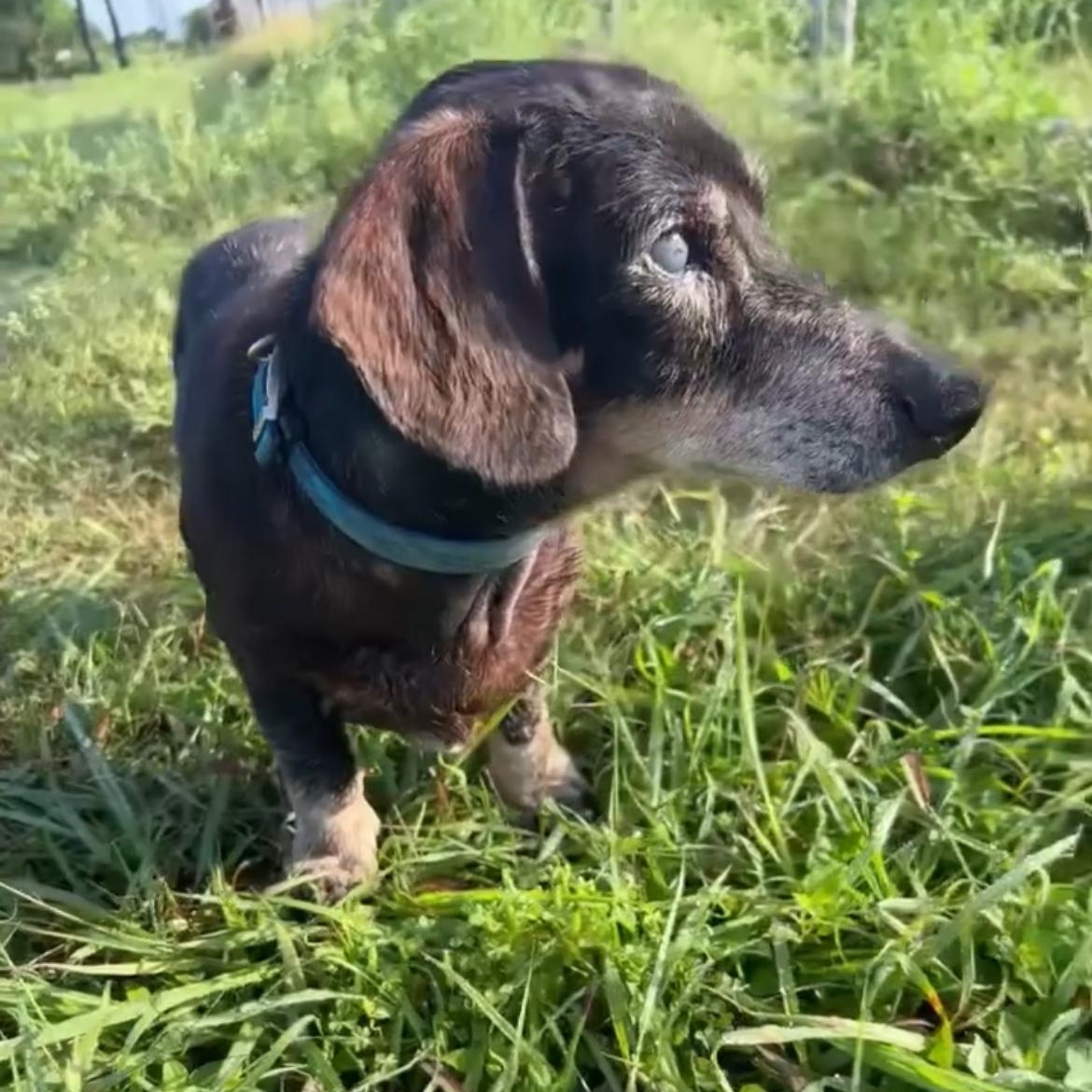 Enlarge Jake, a Adopted Dachshund in Inez, TX image 2/2