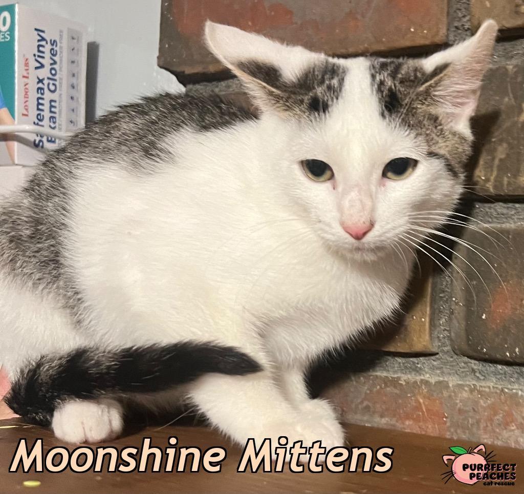 Moonshine Mittens, Adoptable, Kitten Male Domestic Short Hair.