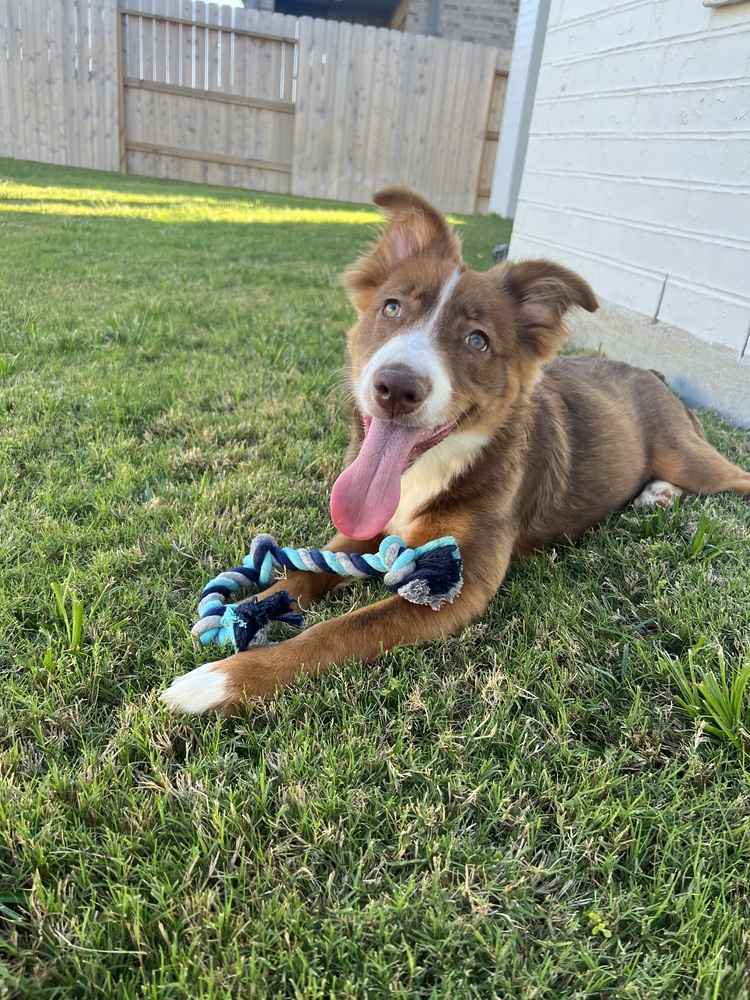 Dog for adoption 160 Aspen, a Border Collie in Allen, TX Petfinder