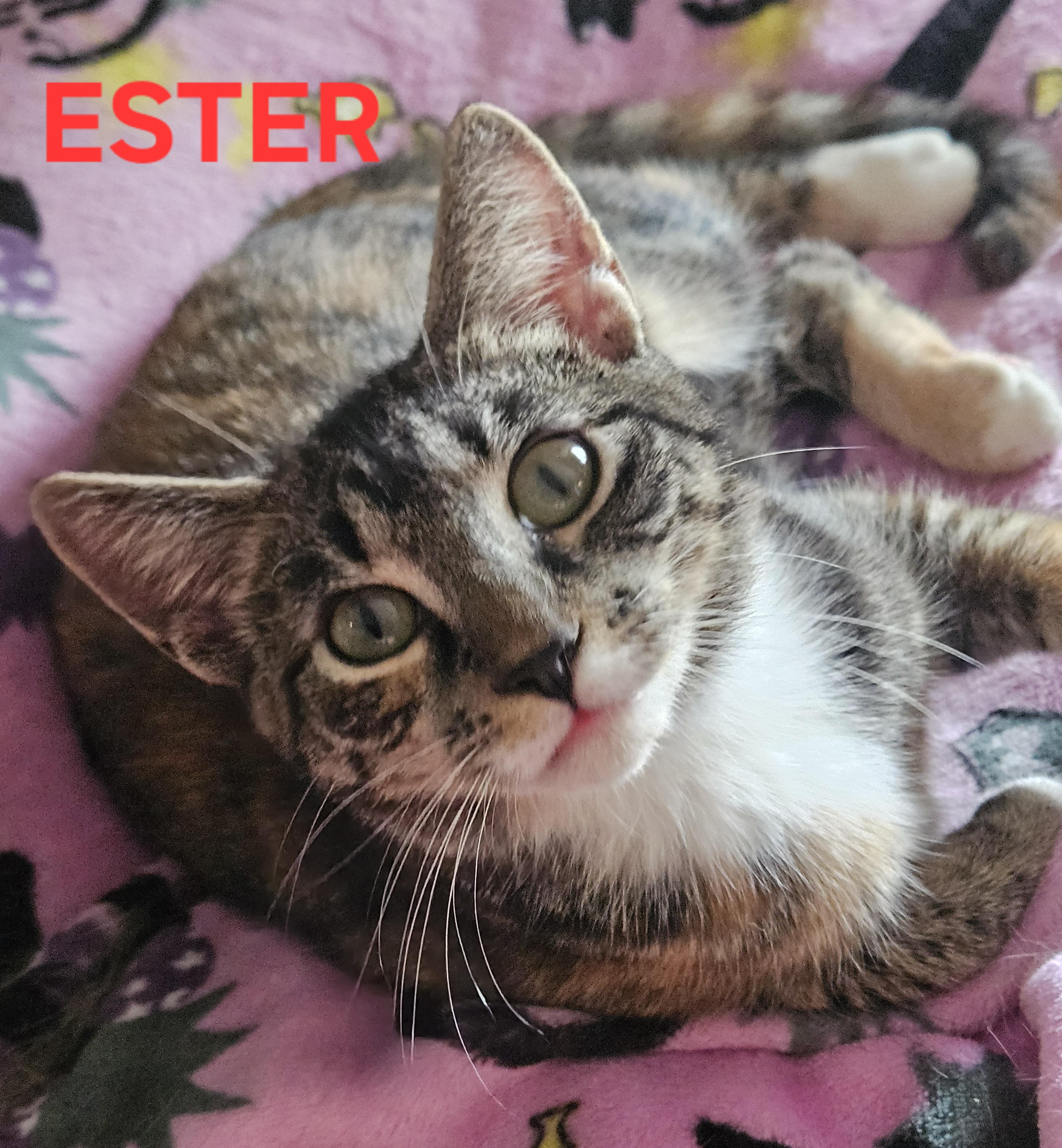 Enlarge Ester (bonded with Kya), an adoptable Domestic Short Hair in Charlotte, NC image 2/4