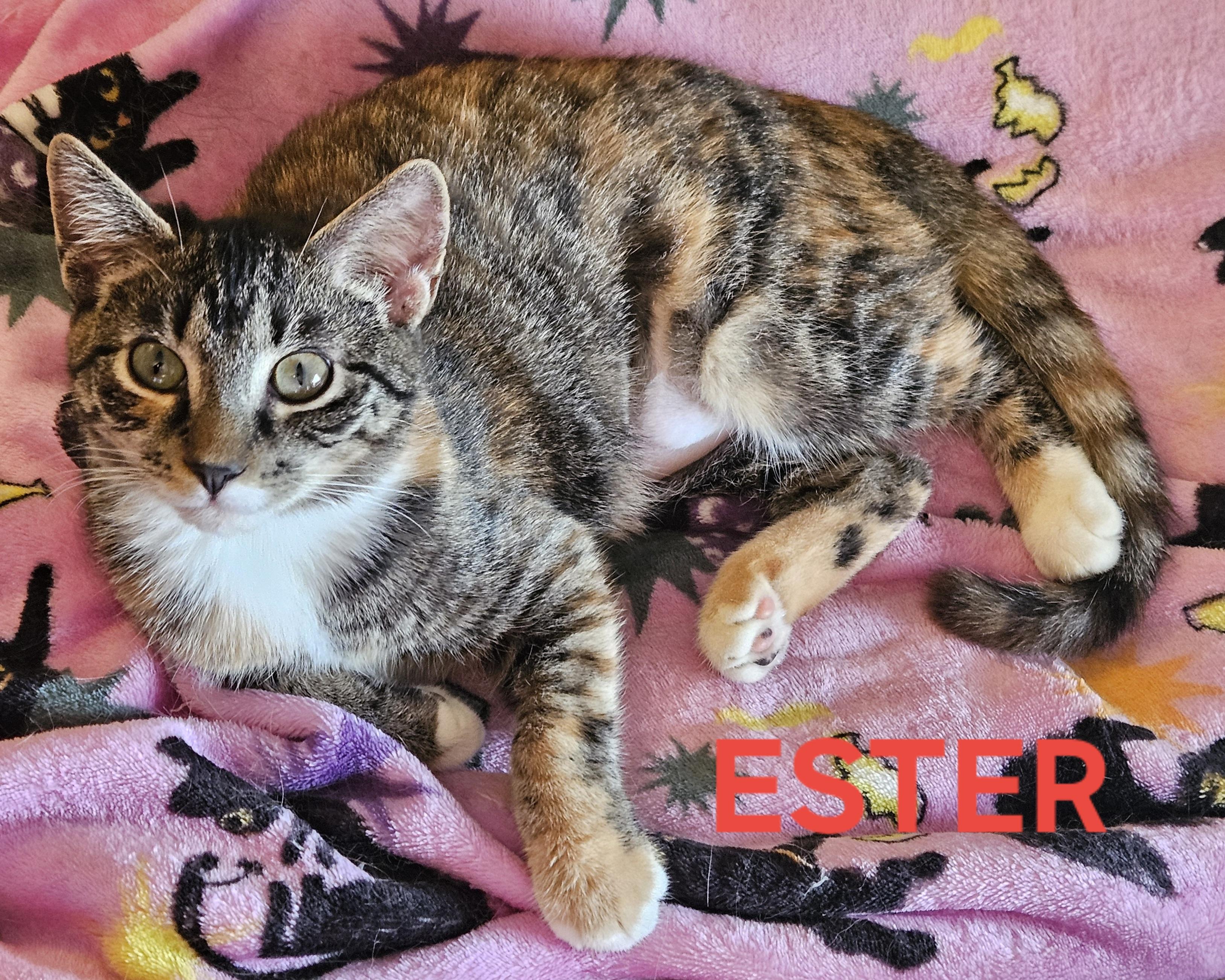 Ester (bonded with Kya), adoptable, Young Female Domestic Short Hair.
