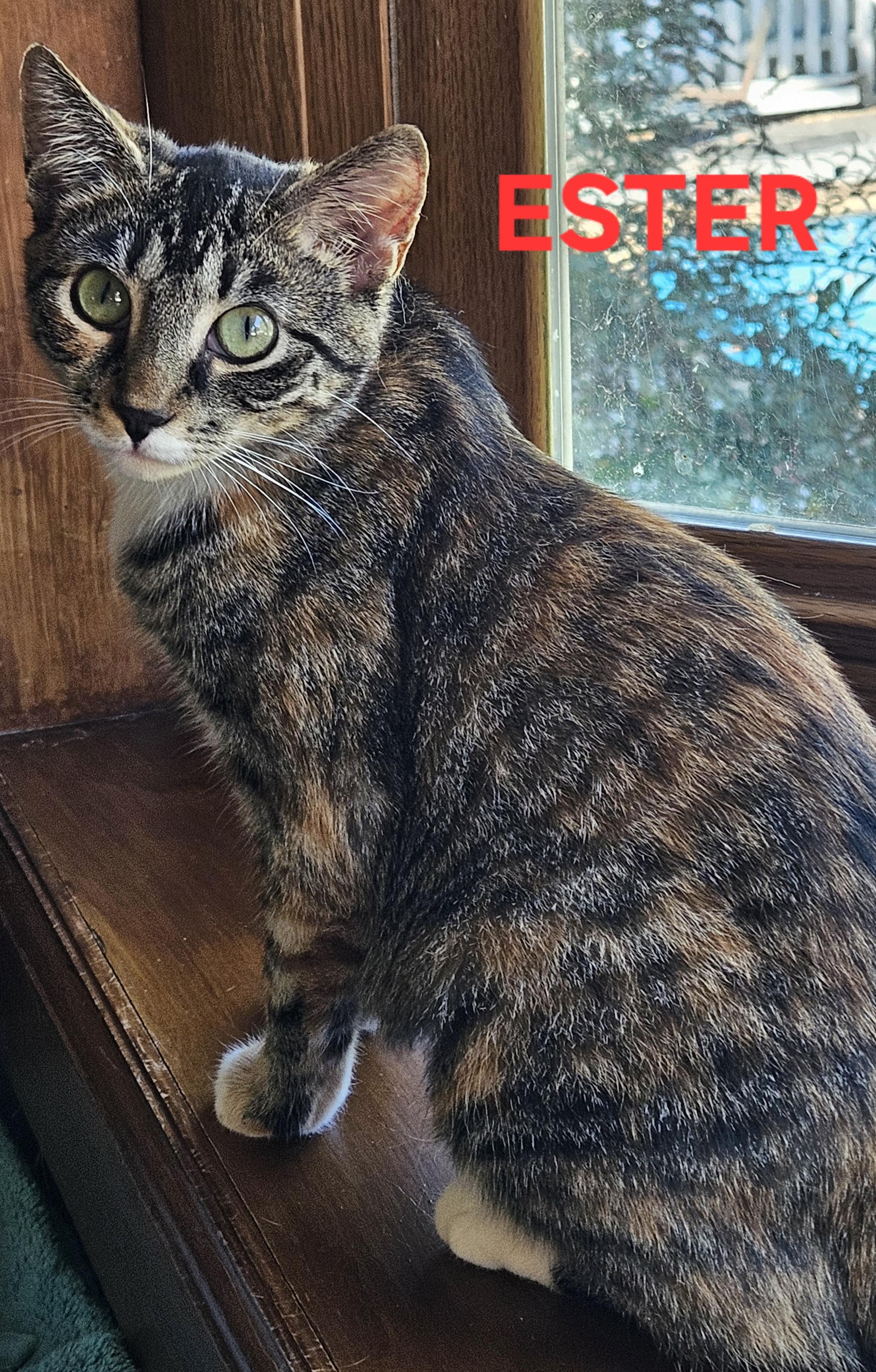 Enlarge Ester (bonded with Kya), an adoptable Domestic Short Hair in Charlotte, NC image 3/4