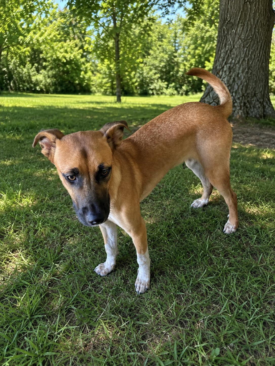 Diego, Adoptable, Young Male Black Mouth Cur & Mixed Breed.