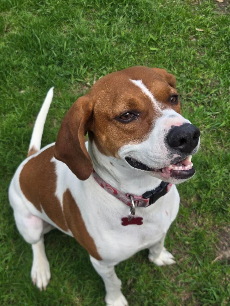 Enlarge Gypsy, a Adoptable Hound in Viroqua, WI image 2/2