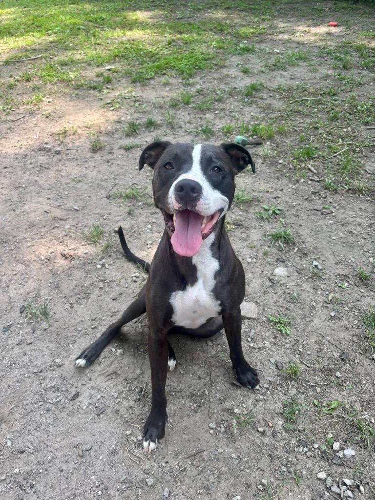 Andrew, Adoptable, Adult Male Staffordshire Bull Terrier & American Bulldog.