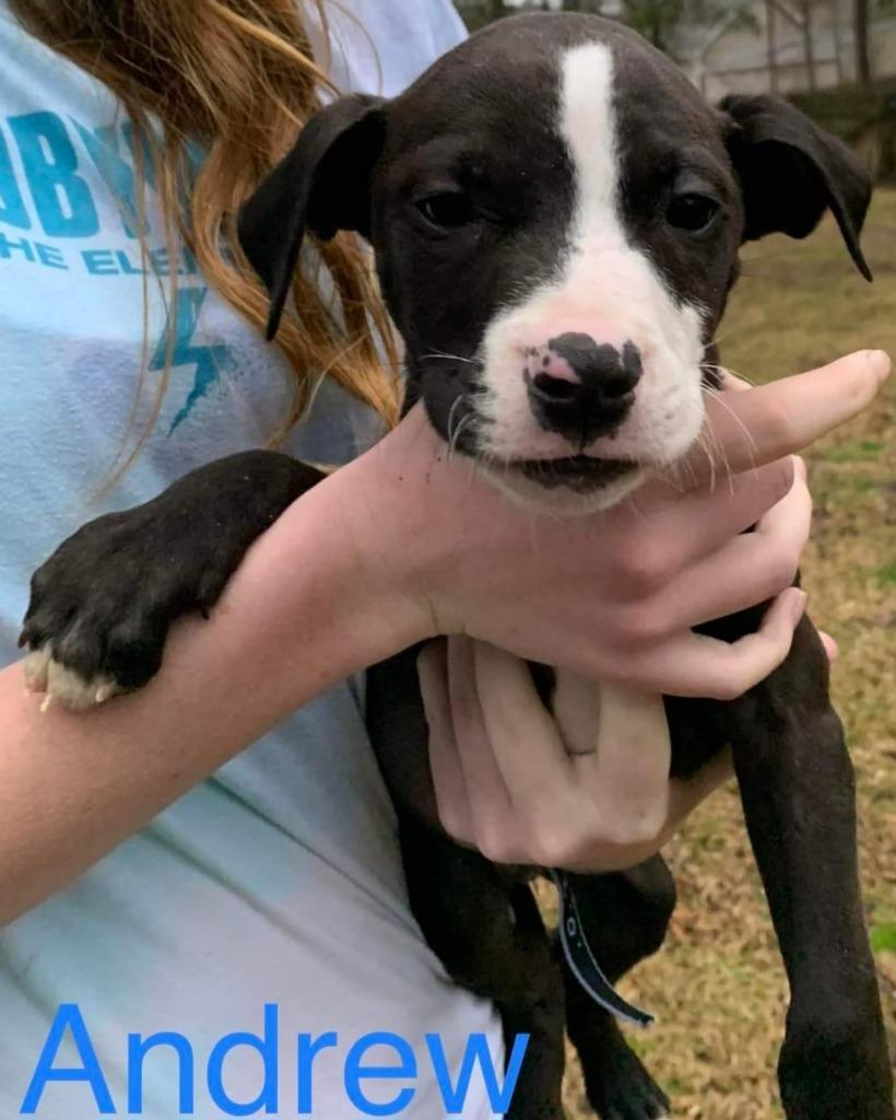 Enlarge Andrew, a Adoptable mixed breed in New Bern, NC image 2/4