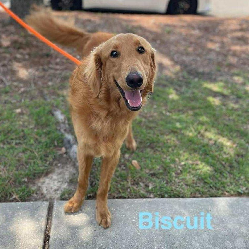 BISCUIT, an adoptable Goldendoodle, Golden Retriever in Madisonville, LA, 70447 | Photo Image 2