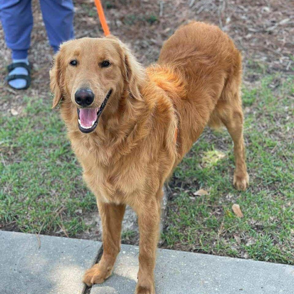 BISCUIT, an adoptable Goldendoodle, Golden Retriever in Madisonville, LA, 70447 | Photo Image 1