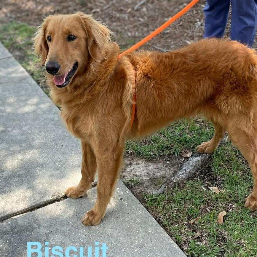 BISCUIT, an adoptable Goldendoodle, Golden Retriever in Madisonville, LA, 70447 | Photo Image 3