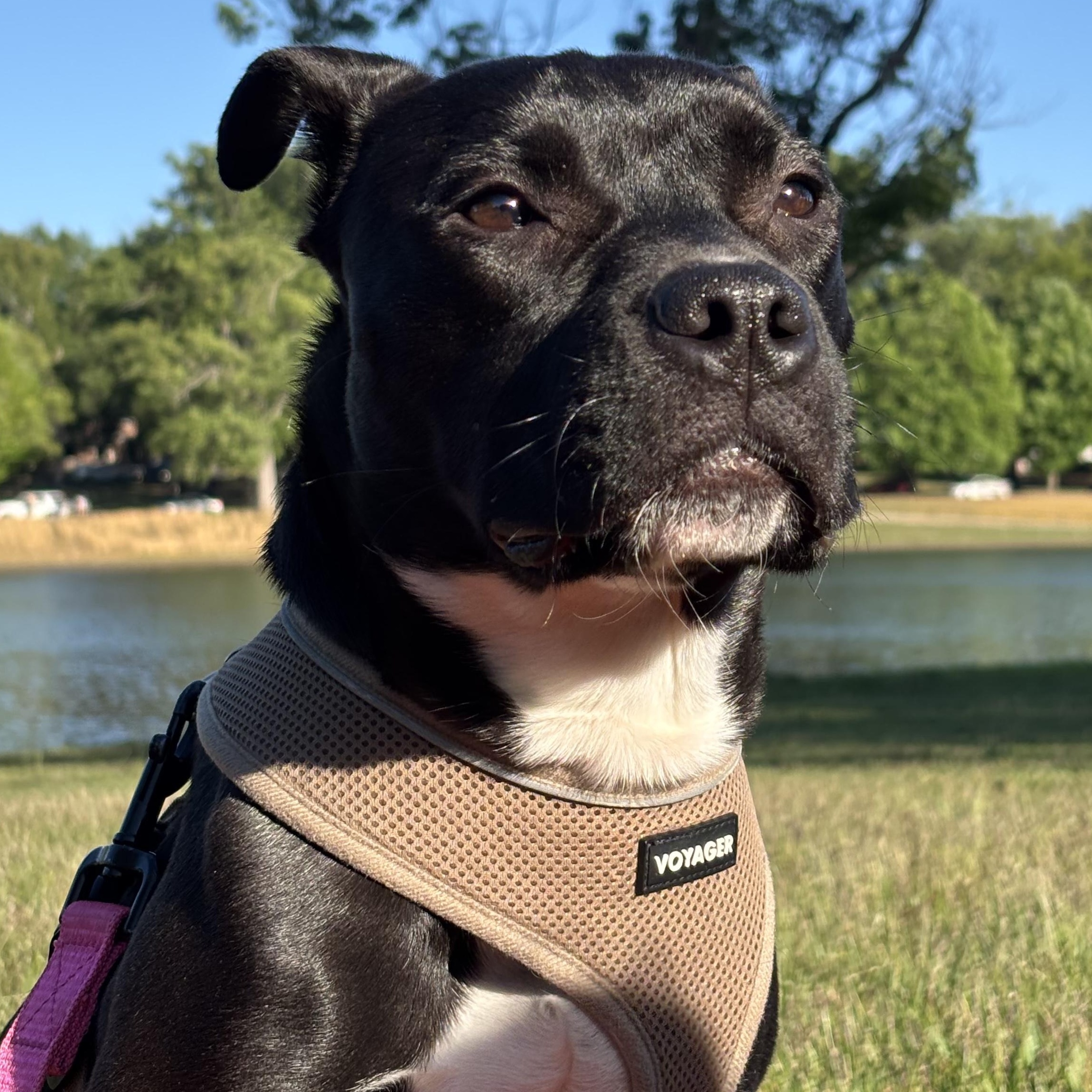 Orchid, ADOPTABLE, Young Female Pit Bull Terrier.