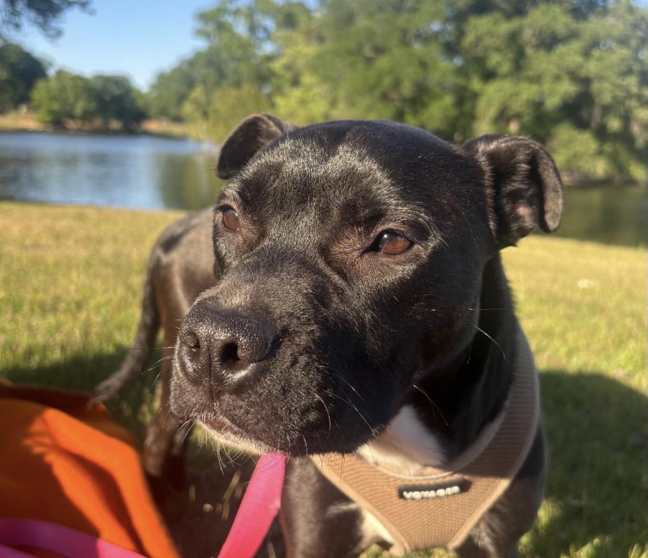 Enlarge Orchid, a ADOPTABLE Pit Bull Terrier in Richmond, VA image 4/4