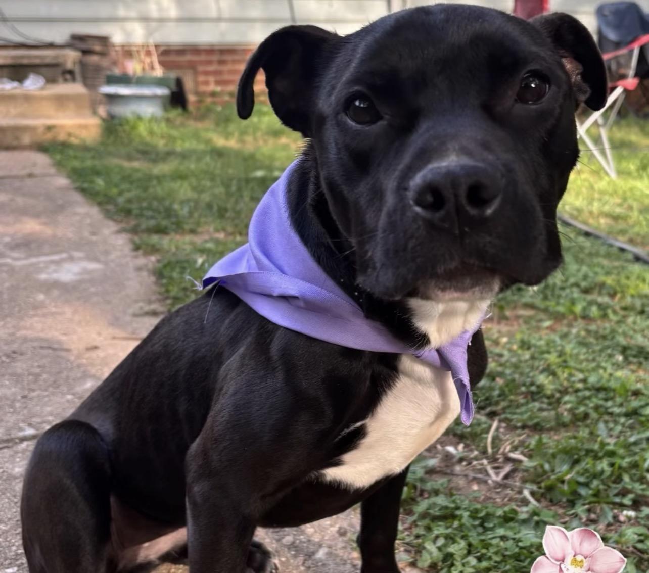 Enlarge Orchid, a ADOPTABLE Pit Bull Terrier in Richmond, VA image 2/4