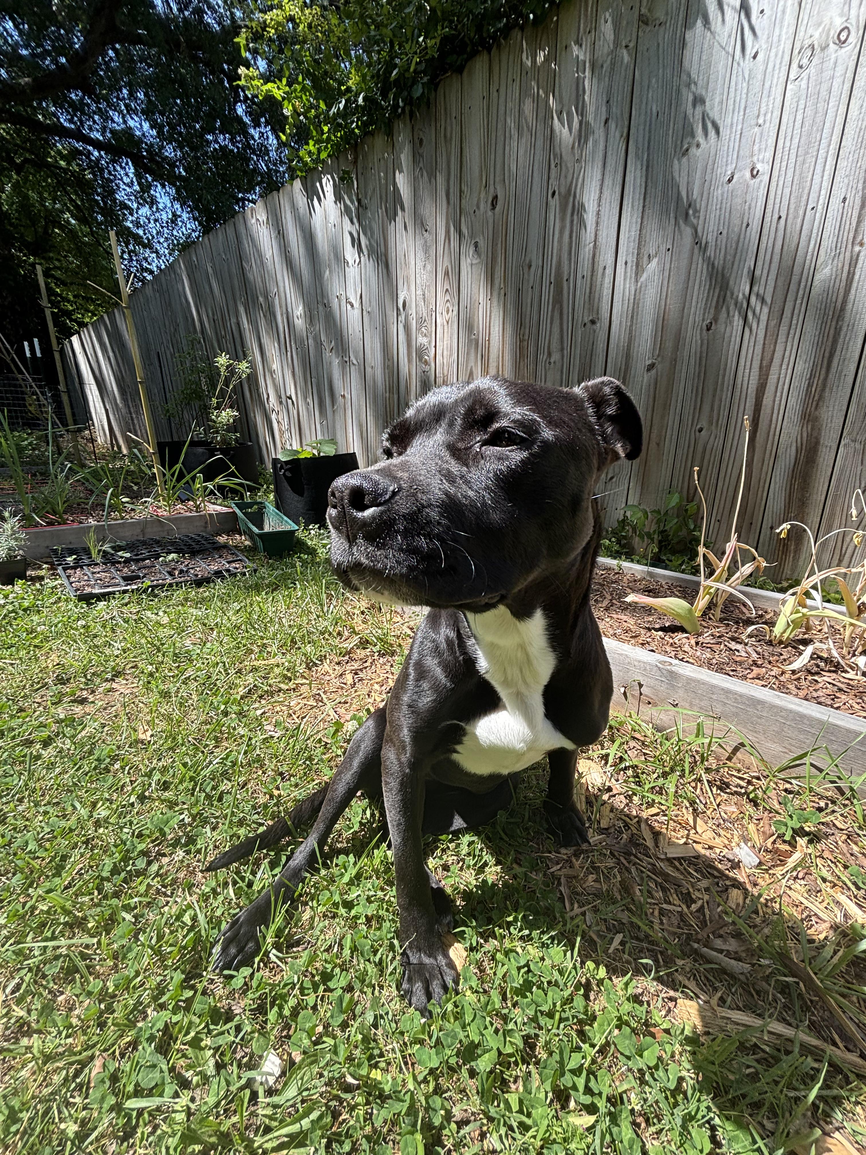 Enlarge Orchid, a ADOPTABLE Pit Bull Terrier in Richmond, VA image 3/4