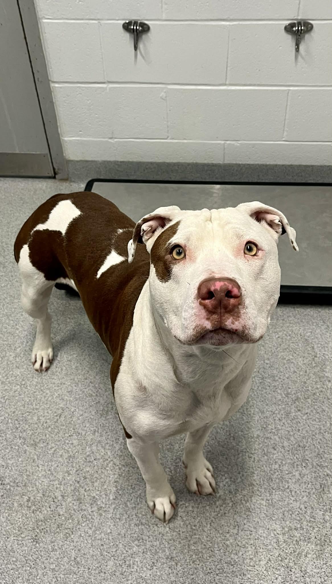 Bean , ADOPTABLE, Adult Male Mixed Breed.