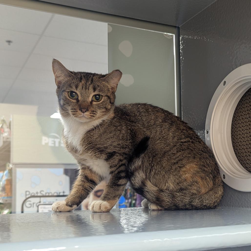 Lumi, Adoptable, Adult Female Domestic Short Hair.