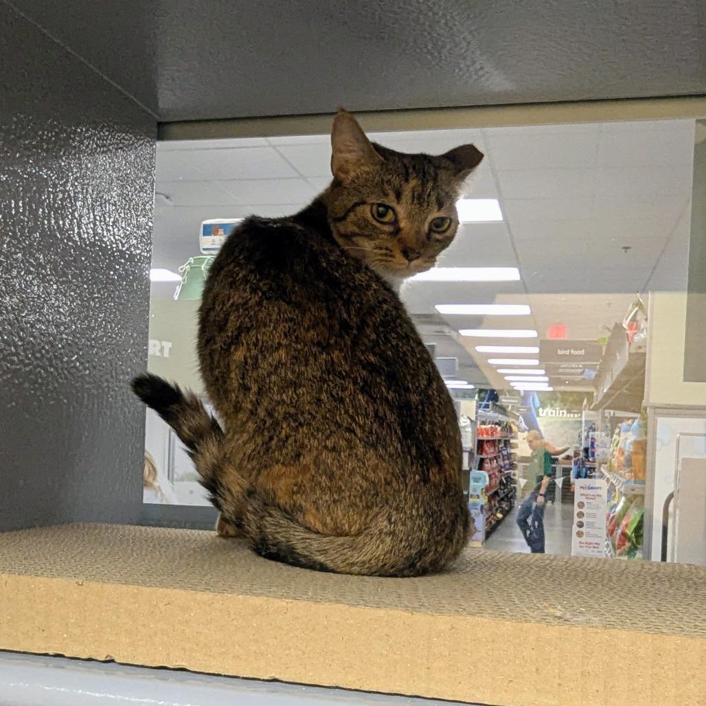 Enlarge Lumi, a Adoptable Domestic Short Hair in Canton, NC image 2/3