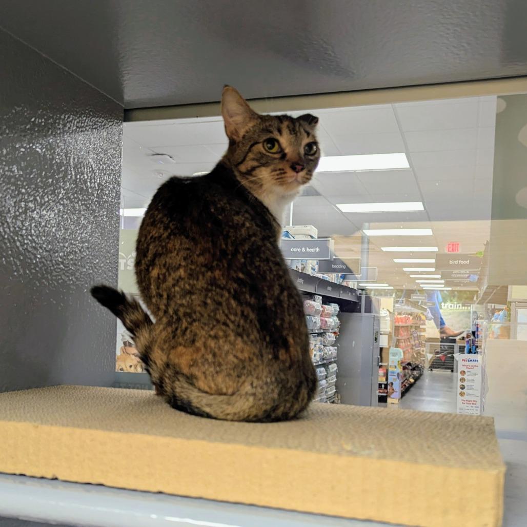 Enlarge Lumi, a Adoptable Domestic Short Hair in Canton, NC image 3/3