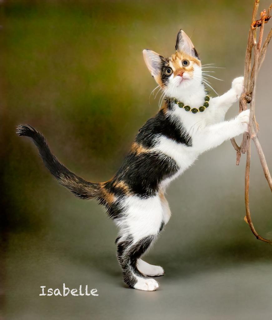 Isabelle, Adoptable, Kitten Female Domestic Short Hair.