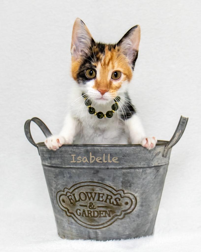 Isabelle, a Adoptable mixed breed in Hot Springs Village, AR image 2/3