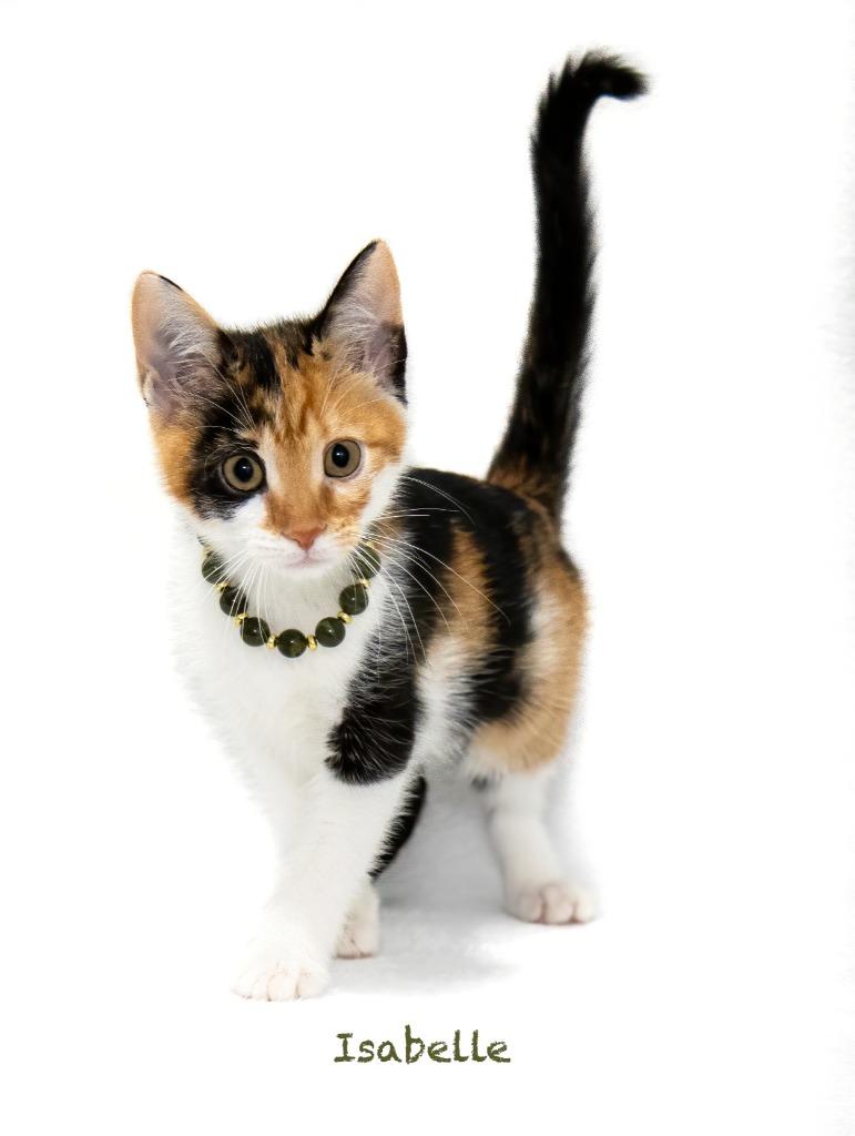 Isabelle, a Adoptable mixed breed in Hot Springs Village, AR image 3/3