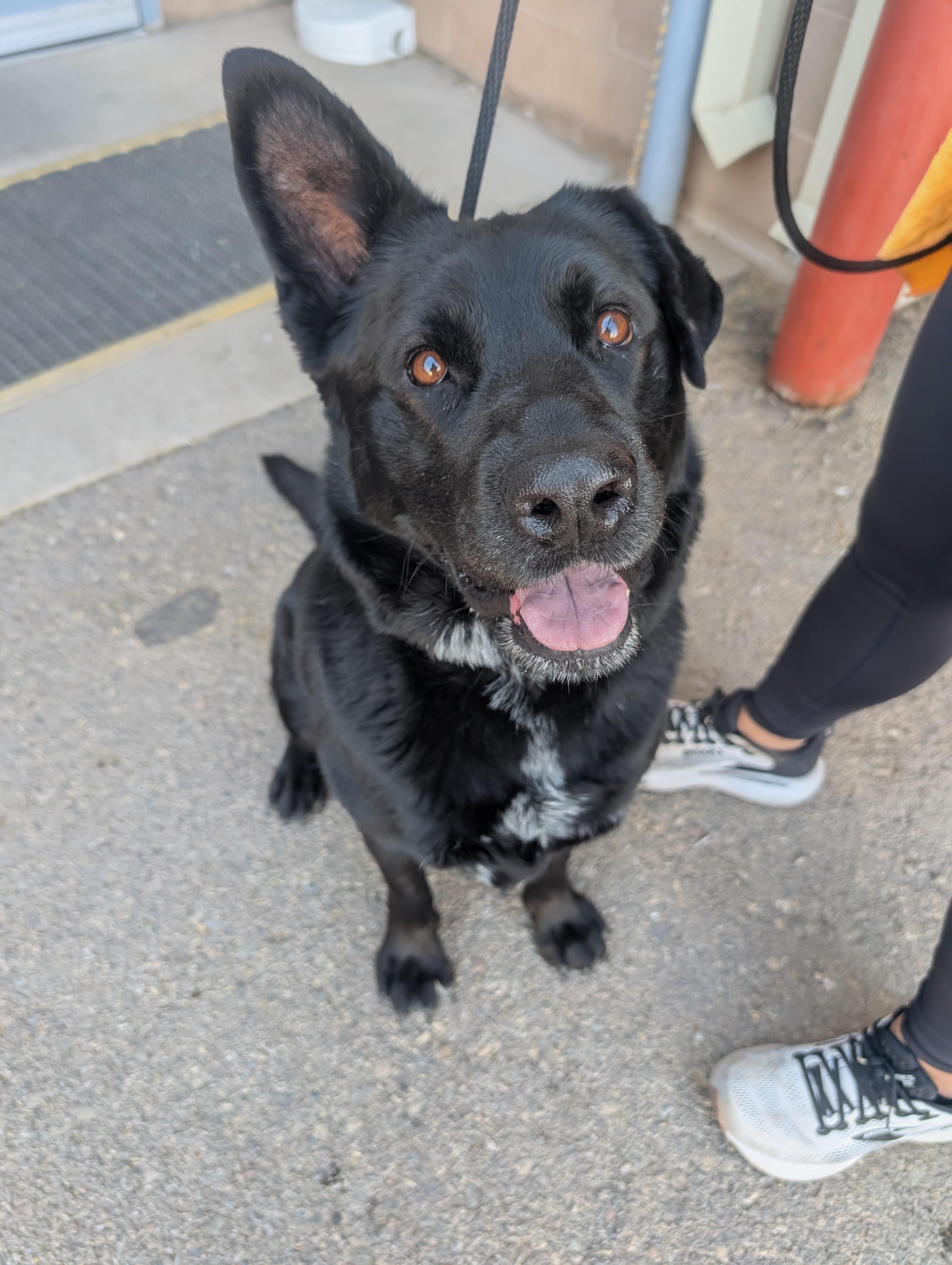 Enlarge Onyx, an adoptable mixed breed in Sierra Vista, AZ image 4/4