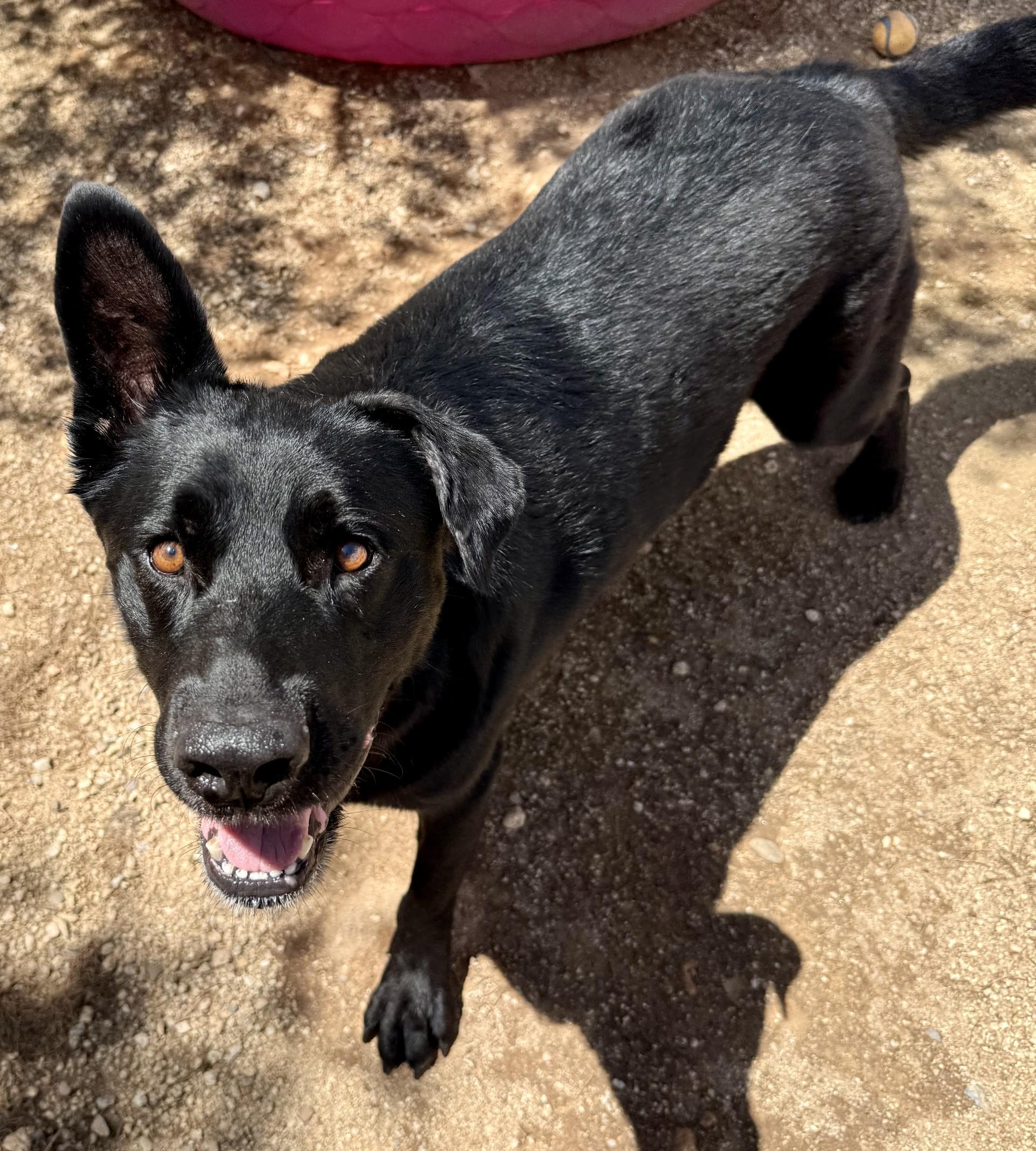 Enlarge Onyx, a Adoptable mixed breed in Sierra Vista, AZ image 1/2
