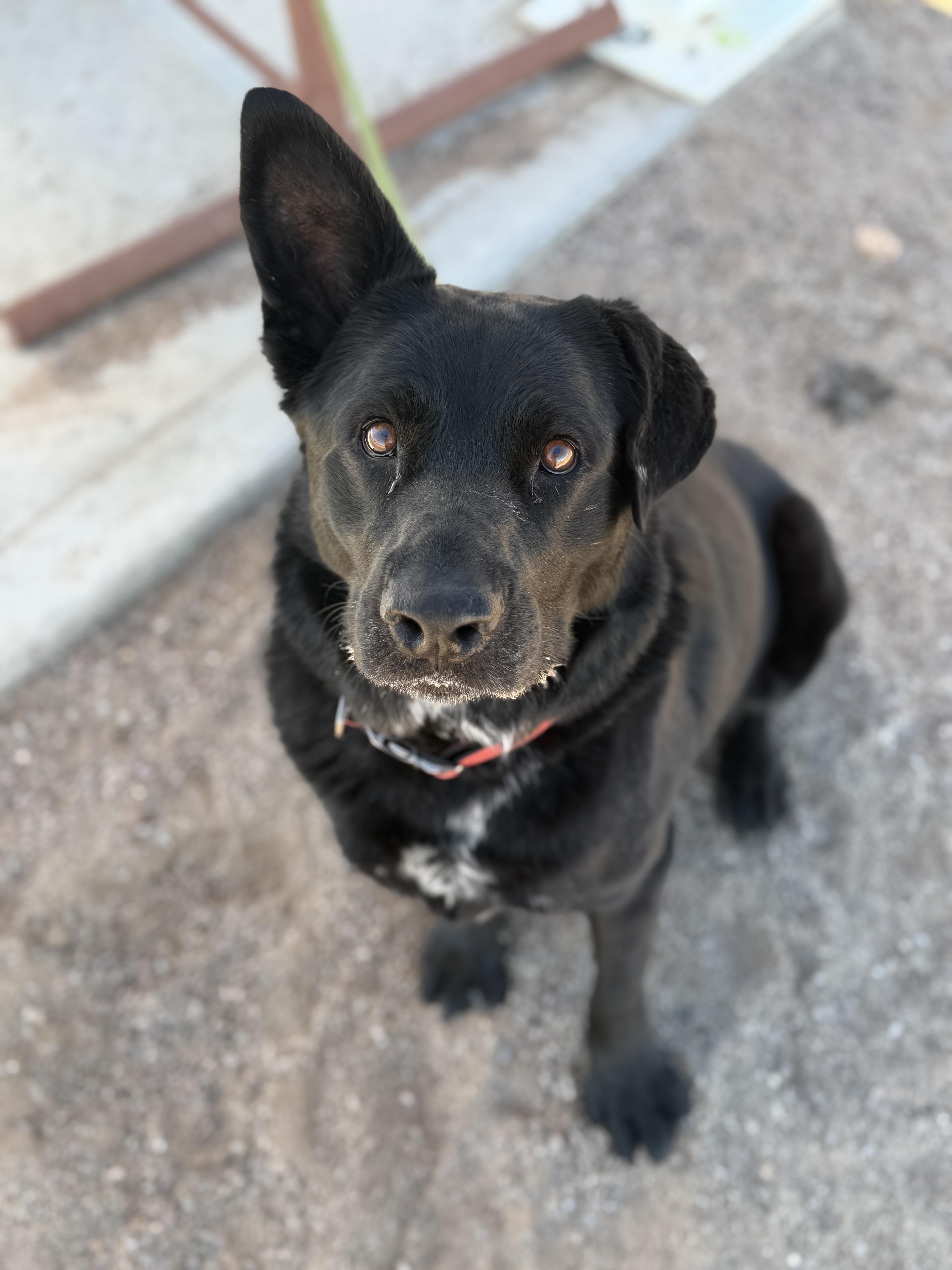 Enlarge Onyx, an adoptable mixed breed in Sierra Vista, AZ image 1/4