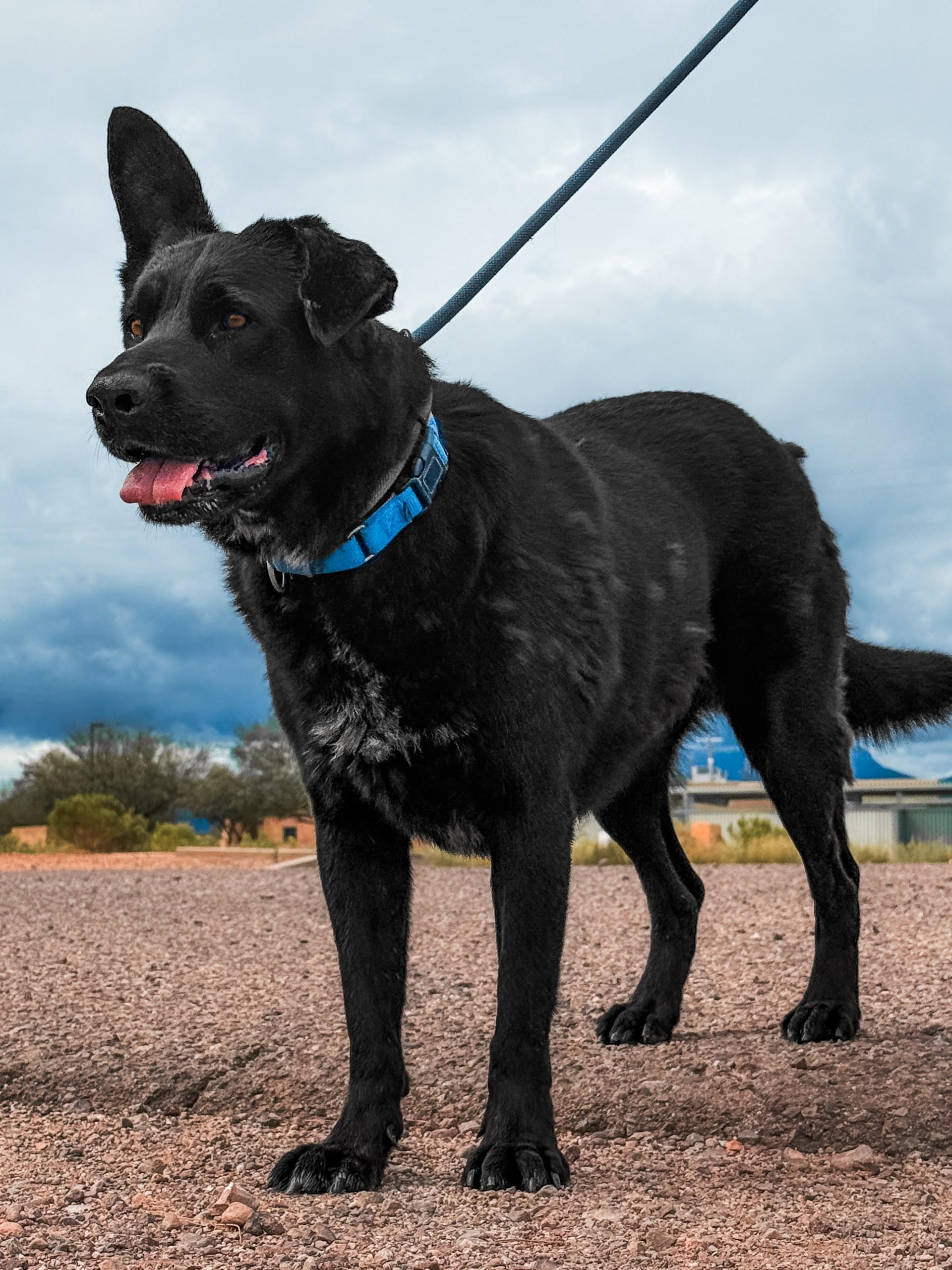 Enlarge Onyx, a Adoptable mixed breed in Sierra Vista, AZ image 2/2
