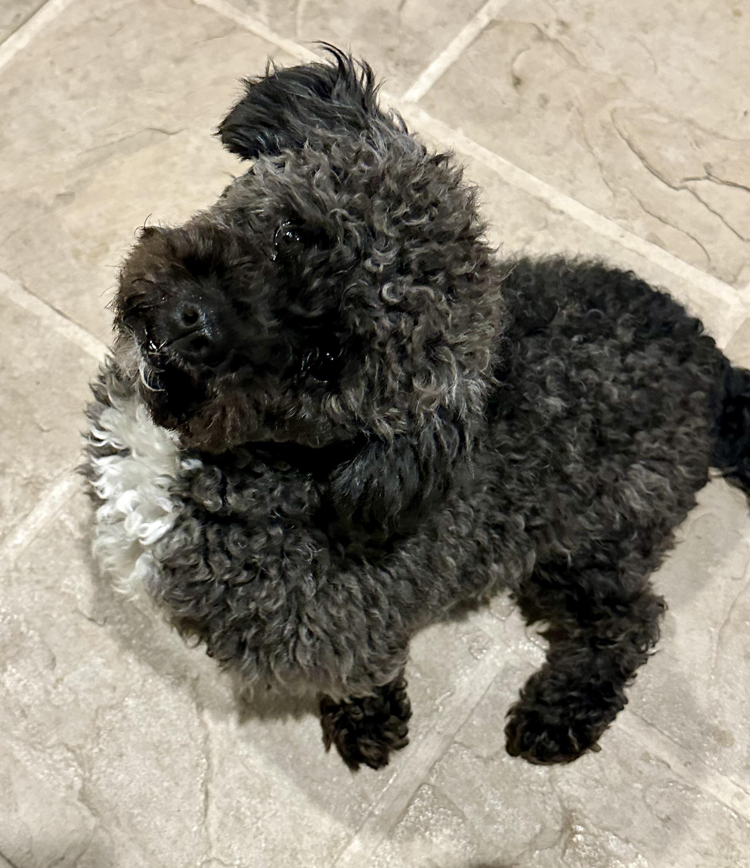 Tux, Adoptable, Adult Male Poodle.