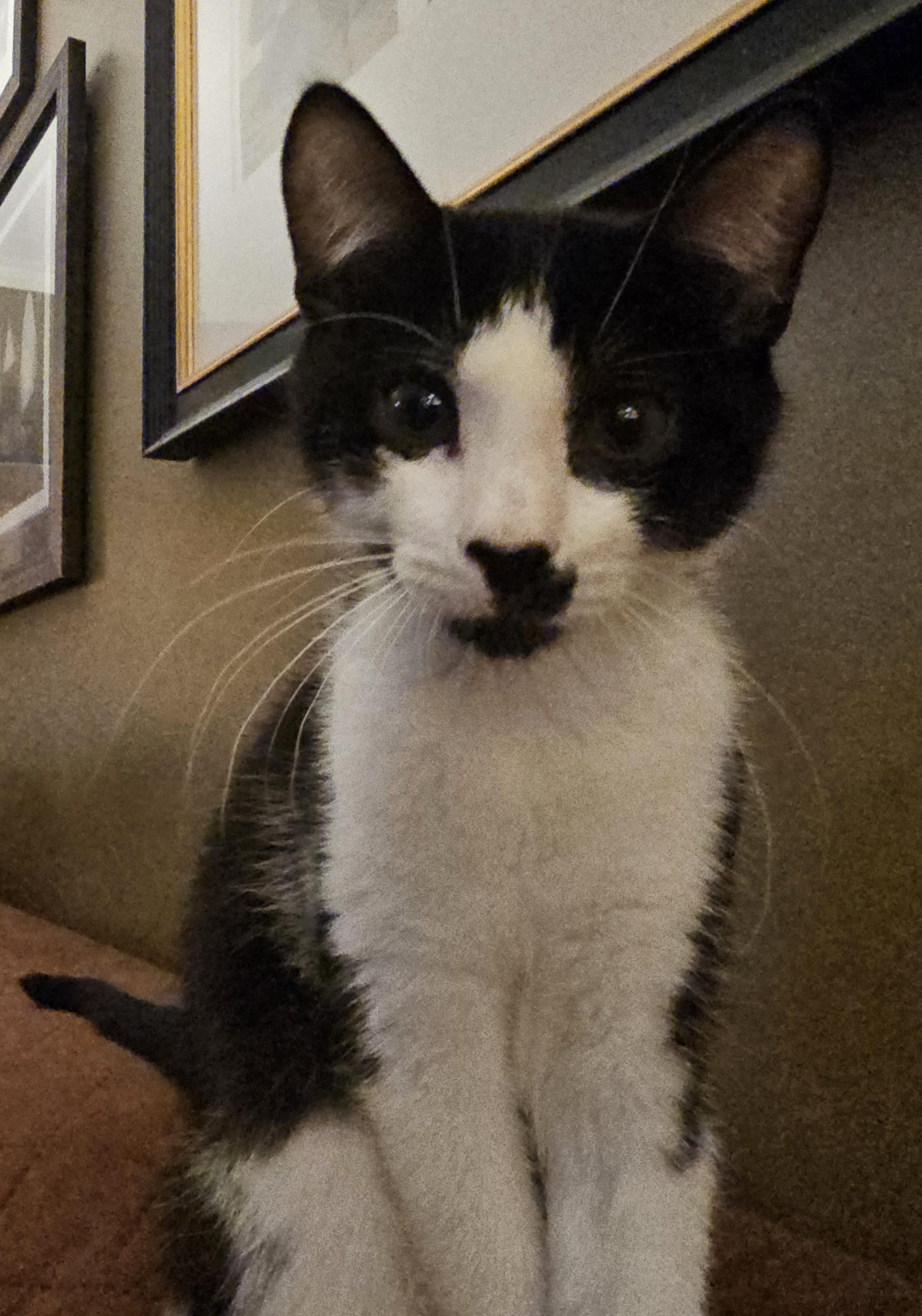 Enlarge Ferb, a Adoptable Domestic Short Hair in Watchung, NJ image 1/5