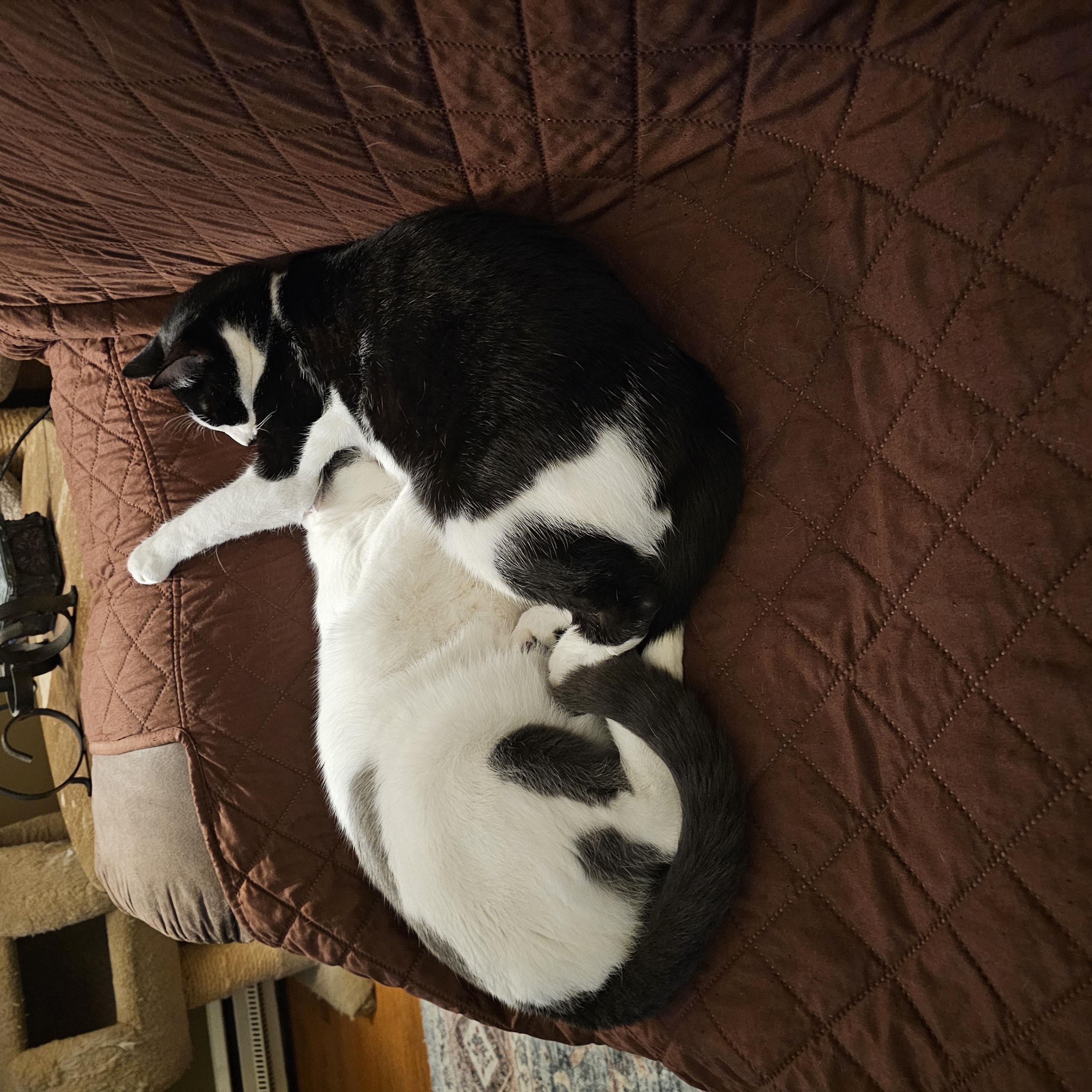 Enlarge Ferb, a Adoptable Domestic Short Hair in Watchung, NJ image 4/4