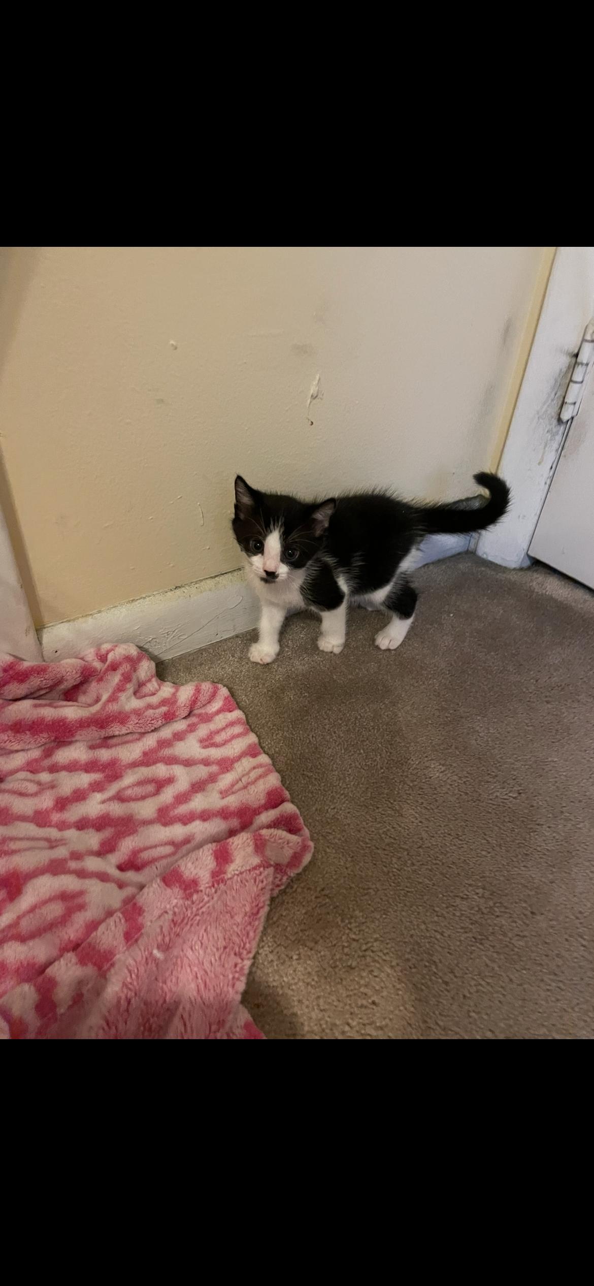 Enlarge Ferb, a Adoptable Domestic Short Hair in Watchung, NJ image 2/5