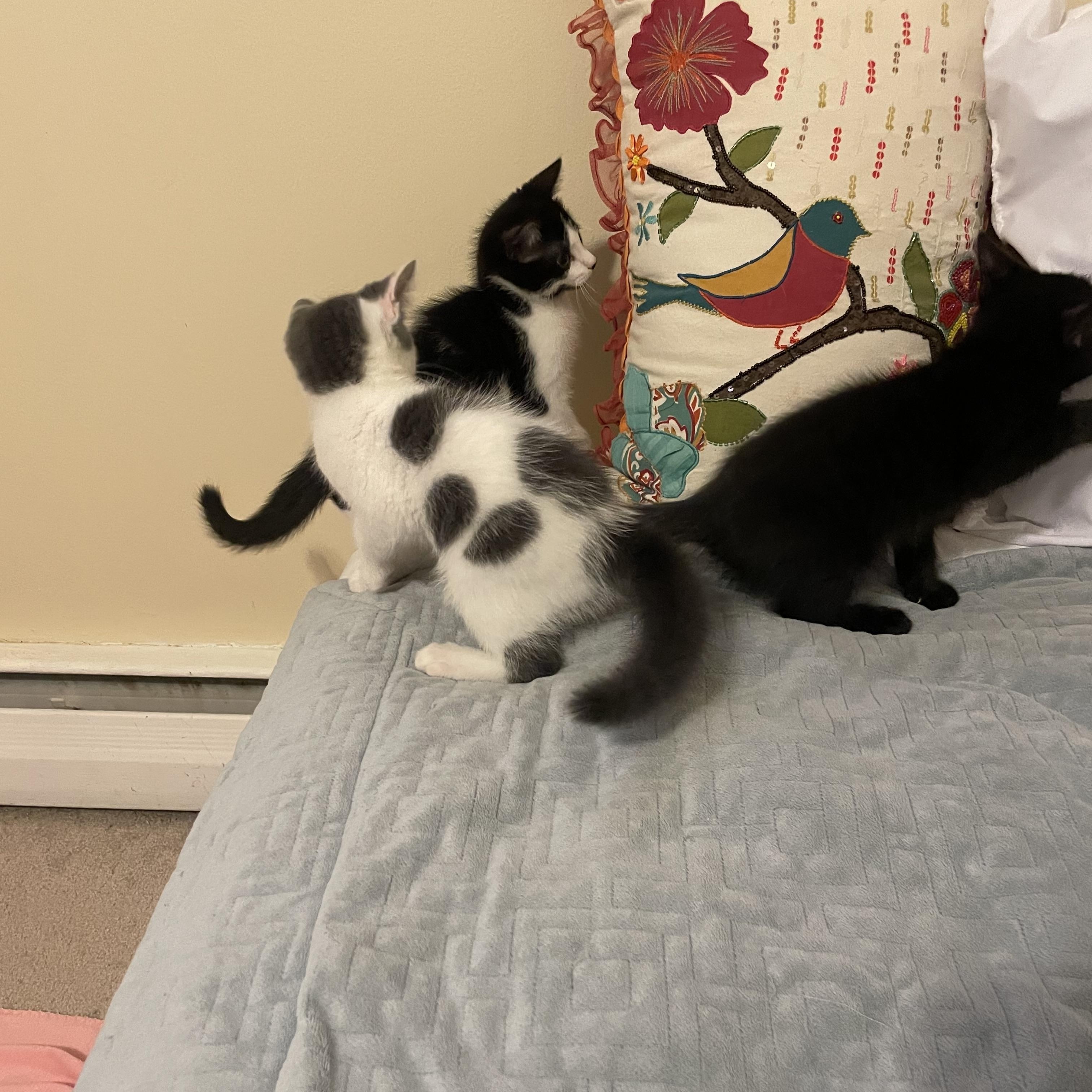 Enlarge Ferb, a Adoptable Domestic Short Hair in Watchung, NJ image 3/5