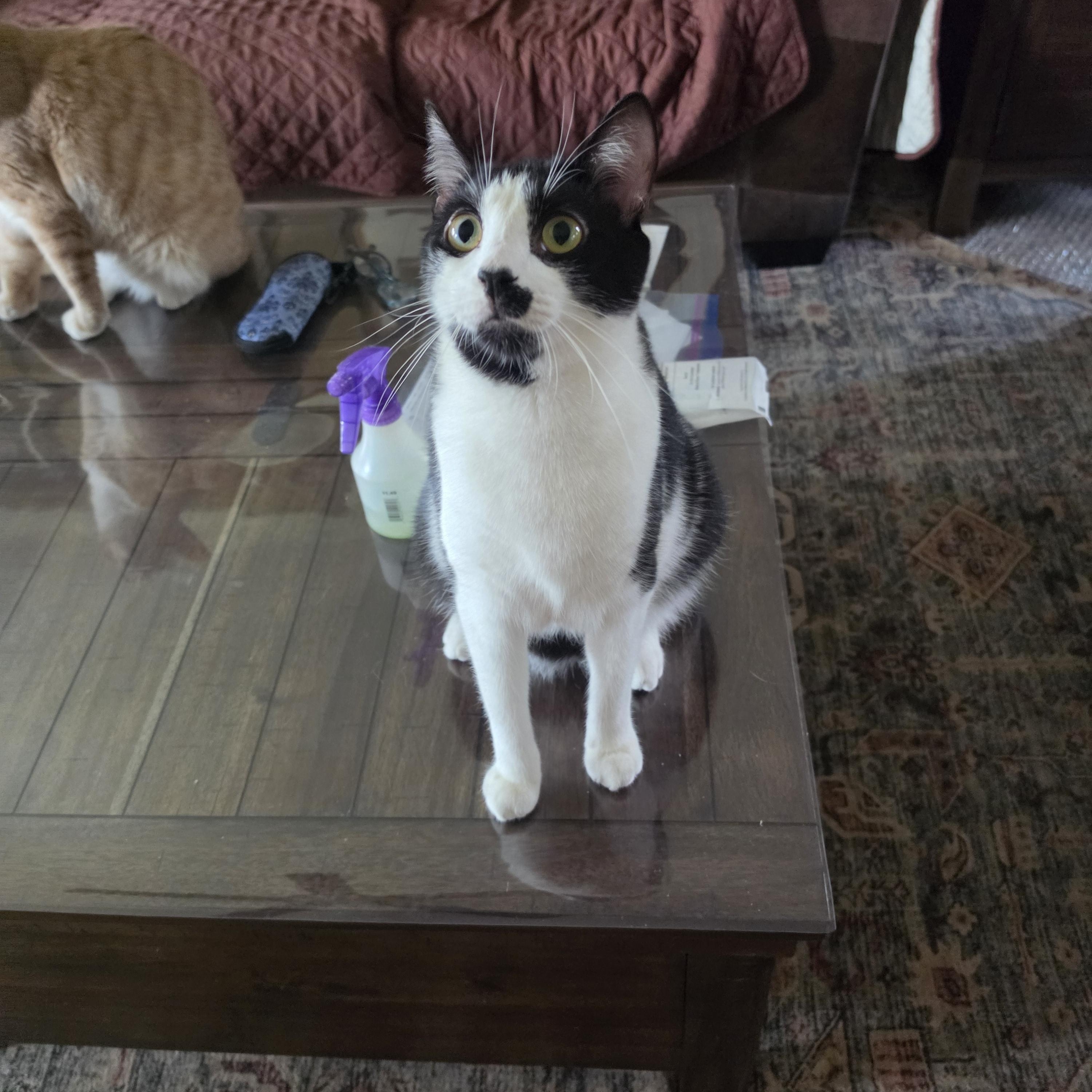 Ferb, Adoptable, Young Male Domestic Short Hair.