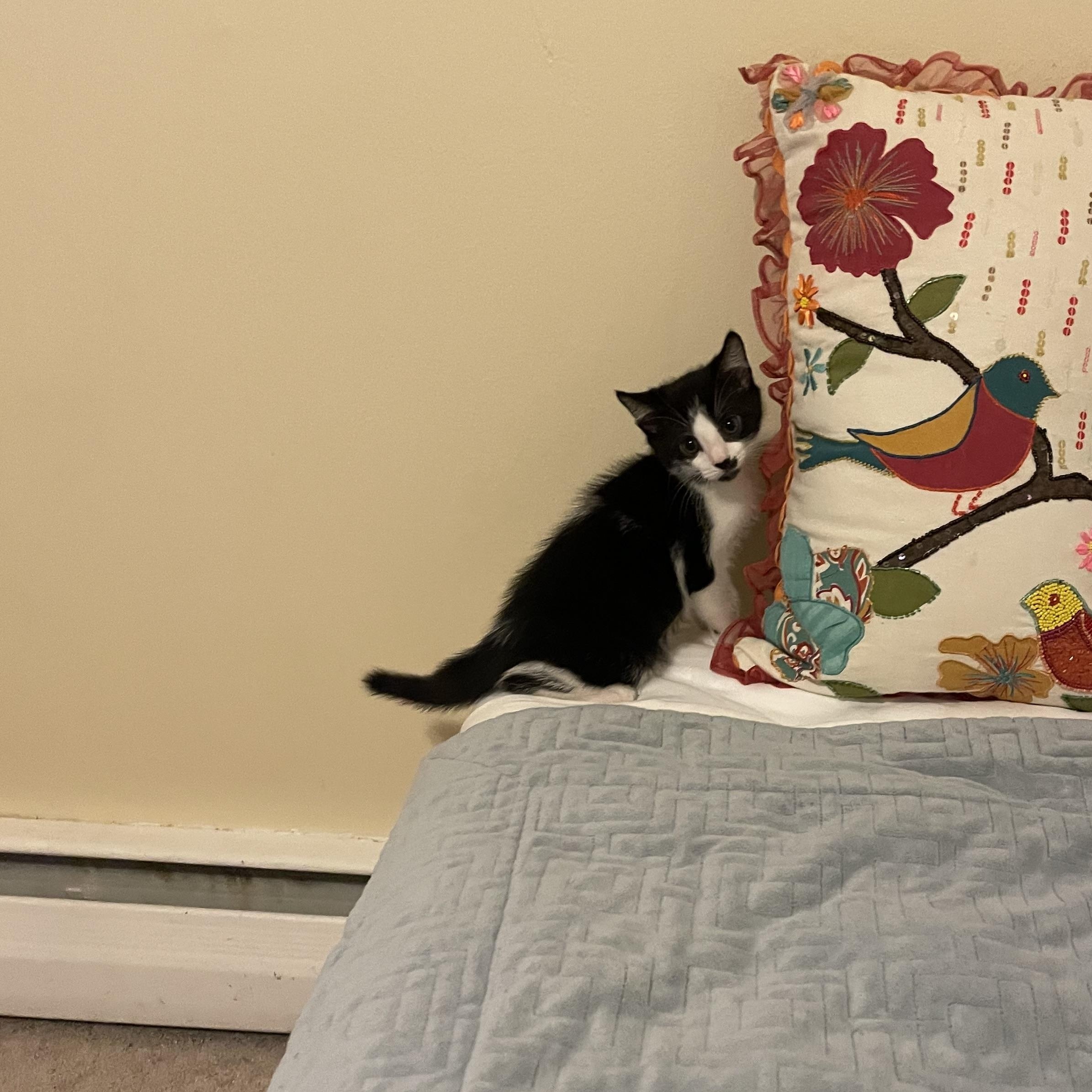 Enlarge Ferb, a Adoptable Domestic Short Hair in Watchung, NJ image 5/5