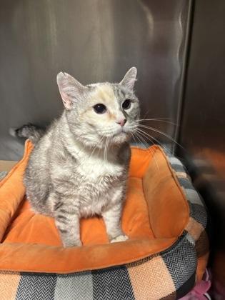 Miss Mosley, ADOPTABLE, Senior Female Domestic Short Hair.