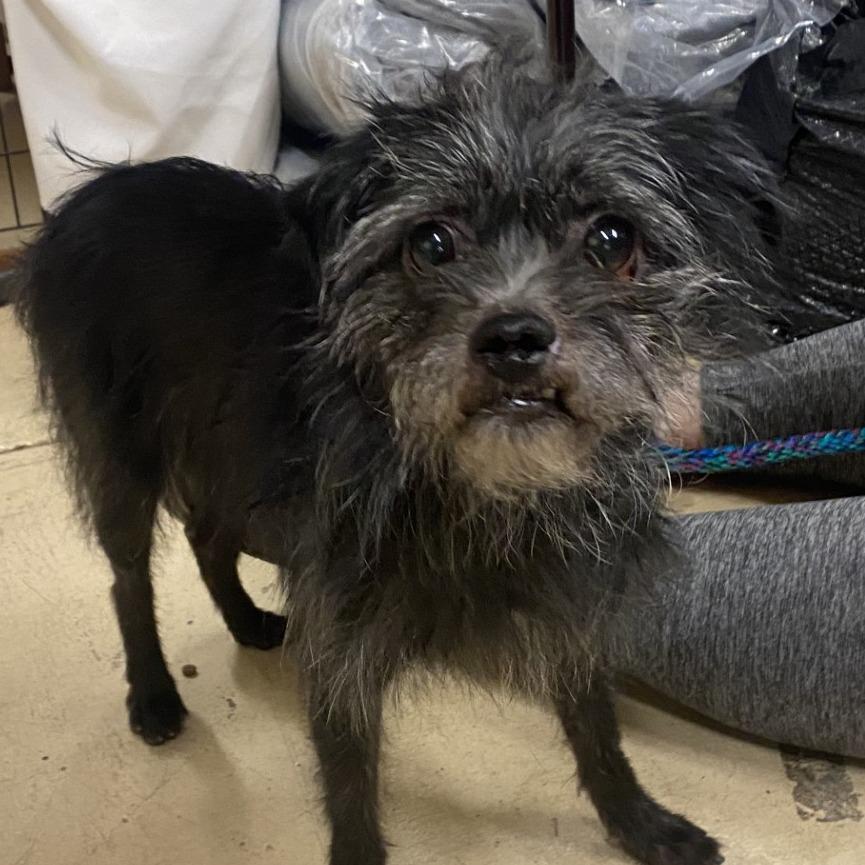 Tip Toe, Adoptable, Adult Male Terrier.