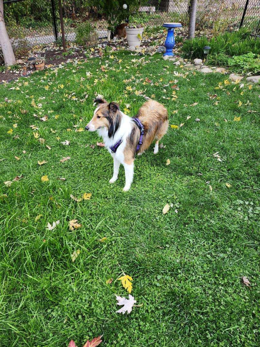 Enlarge Maddy, a Adoptable Shetland Sheepdog / Sheltie in New Castle, PA image 2/6