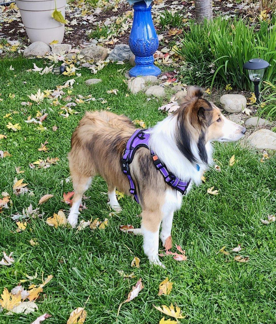 Enlarge Maddy, a Adoptable Shetland Sheepdog / Sheltie in New Castle, PA image 3/6